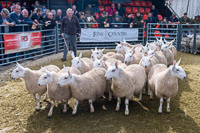 Border Cheviot Ewes-17